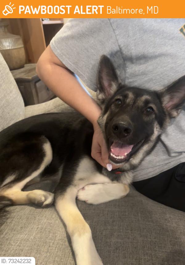 Found/Stray Female Dog last seen E Baltimore & N Milton Ave, Baltimore, MD 21224