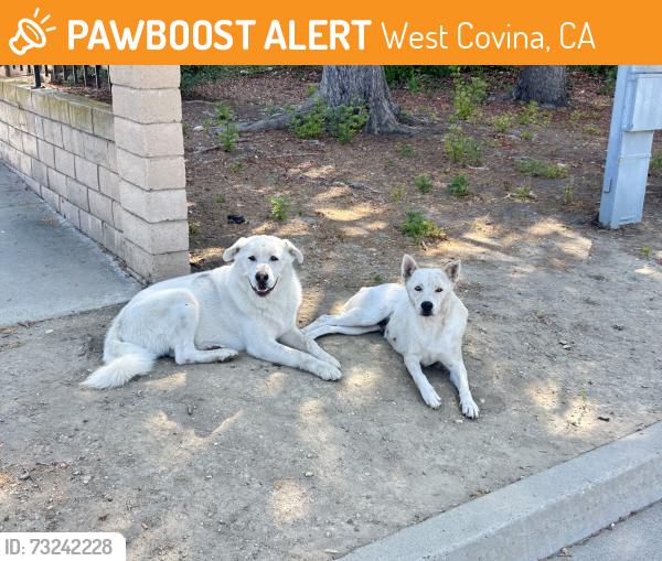 Found/Stray Unknown Dog last seen Fairgrove and Parkside, West Covina, CA 91792