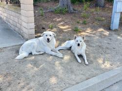 Found/Stray Unknown Dog last seen Fairgrove and Parkside, West Covina, CA 91792