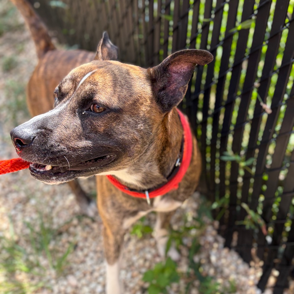 Shelter Stray Male Dog last seen , Animal Care & Control Team of Philly, 111 W Hunting Park Ave, Philadelphia, PA 19140, USA