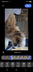 Lost Male Dog last seen Hubble and Purtian, Detroit, MI 48235