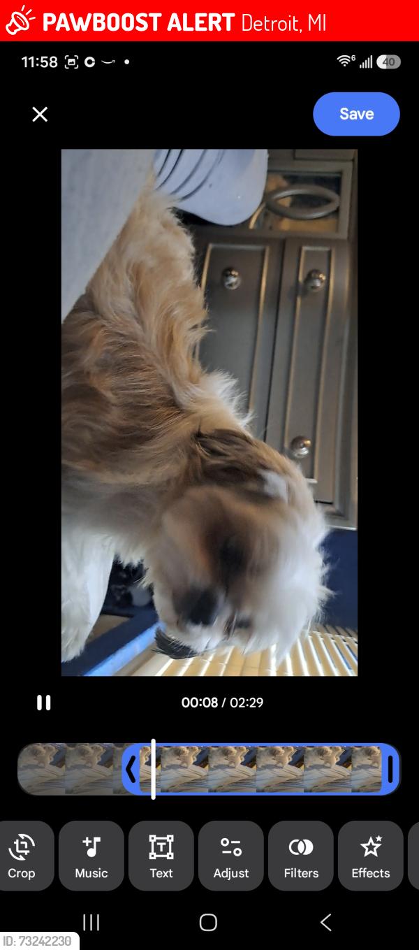 Lost Male Dog last seen Hubble and Purtian, Detroit, MI 48235