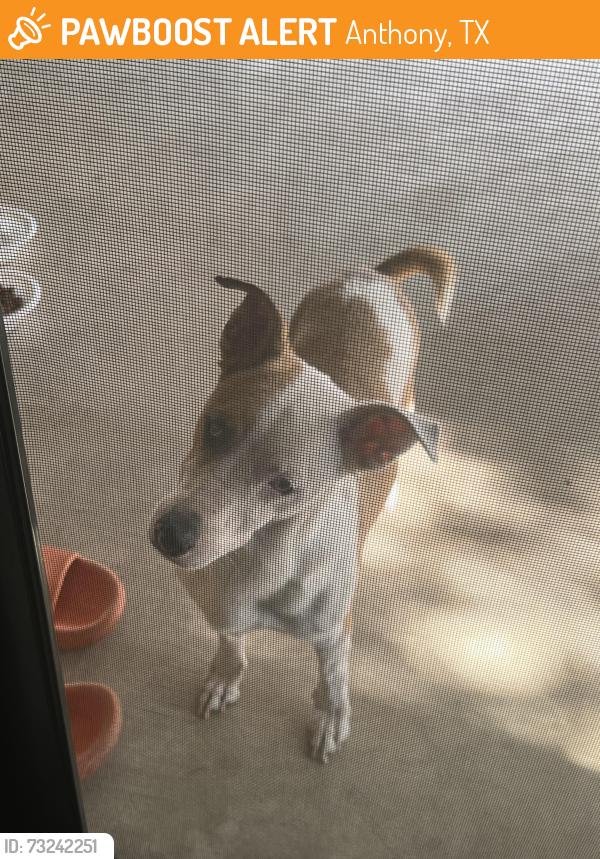 Found/Stray Female Dog last seen Isabel St, Anthony, TX 79821