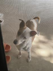 Found/Stray Female Dog last seen Isabel St, Anthony, TX 79821