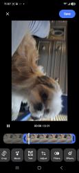 Lost Male Dog last seen Hubble and Purtian, Detroit, MI 48235