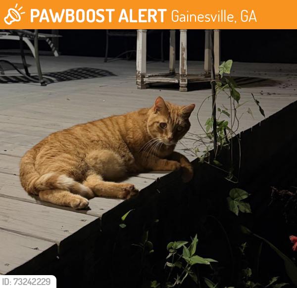 Found/Stray Male Cat last seen Southern trace in Gainesville Ga, Gainesville, GA 30504