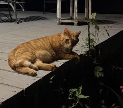 Found/Stray Male Cat last seen Southern trace in Gainesville Ga, Gainesville, GA 30504