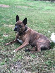 Reunited Male Dog last seen W. Jimmy Ln and W. Pyeatt near I-45N, Oak Ridge North, TX 77385