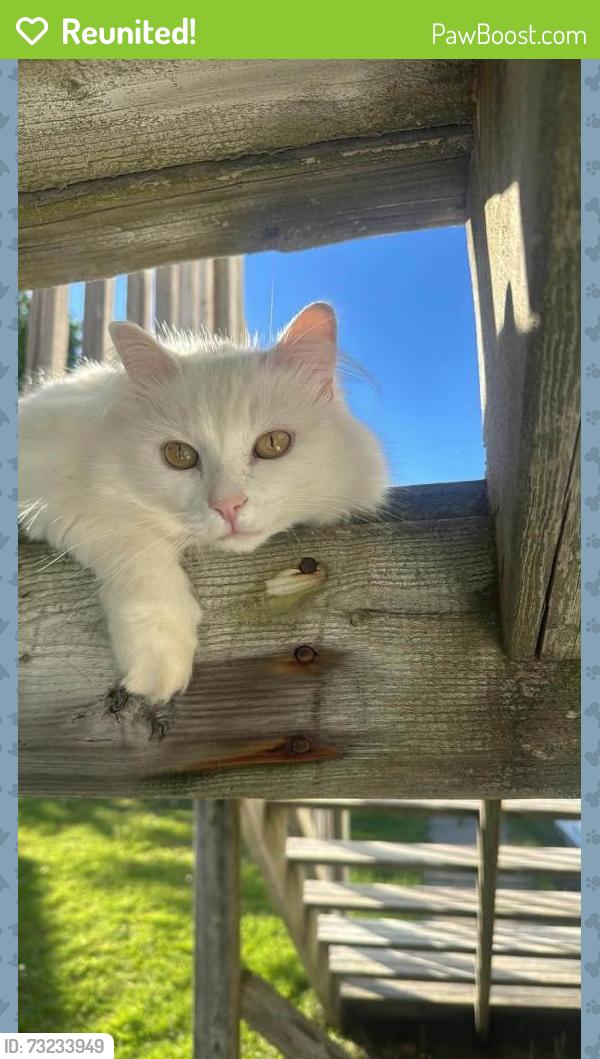 Reunited Male Cat last seen Irving Arena and and Saint-Jean-Baptist Catholic Church, Bouctouche, NB E4S 3E4