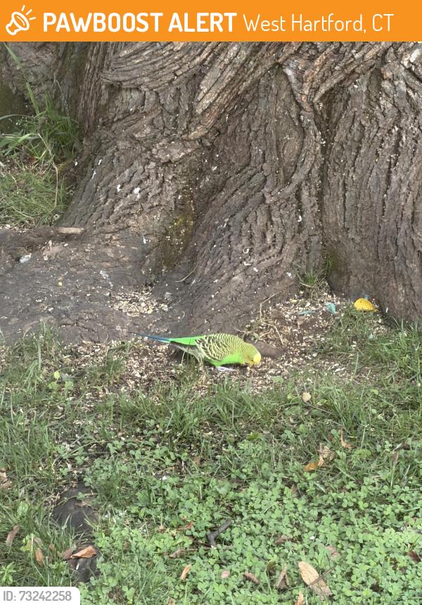 Found/Stray Unknown Bird last seen Colonial St and Elmfield St, West Hartford, CT 06110