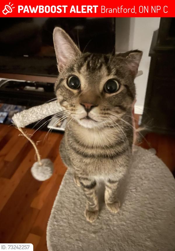 Lost Male Cat last seen Gillian rd, Brantford, ON N3P 1C5