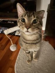 Lost Male Cat last seen Gillian rd, Brantford, ON N3P 1C5