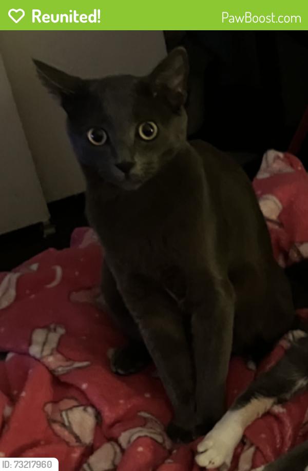 Reunited Male Cat last seen DownTown Upland, Upland, CA 91786