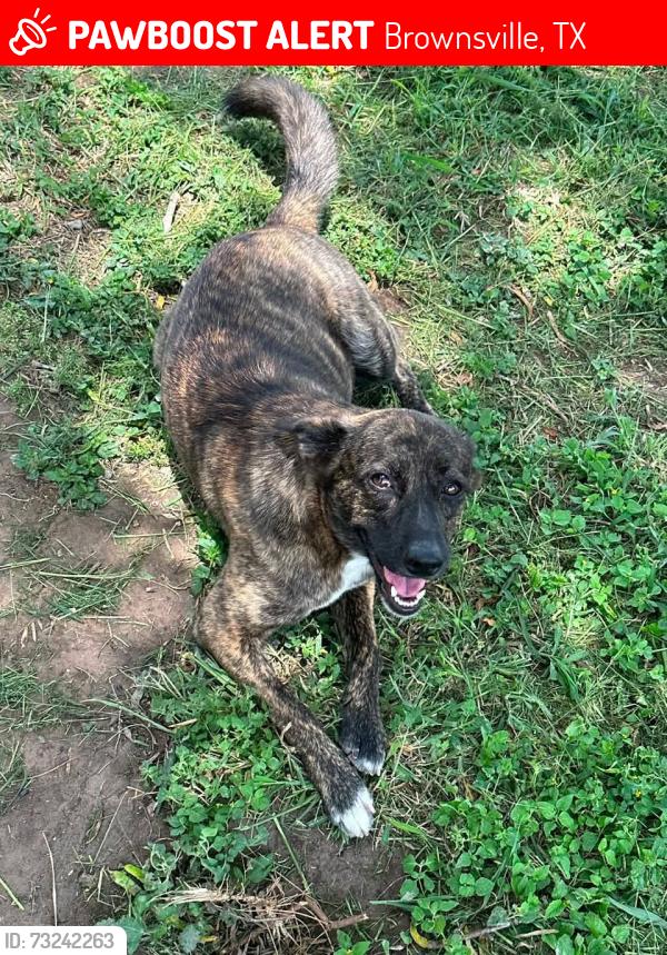 Lost Female Dog last seen Lopez high school, Brownsville, TX 78521