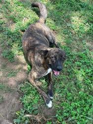 Lost Female Dog last seen Lopez high school, Brownsville, TX 78521