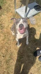 Found/Stray Female Dog last seen Low Bid Lane- Grissom- Soccer Central, San Antonio, TX 78250
