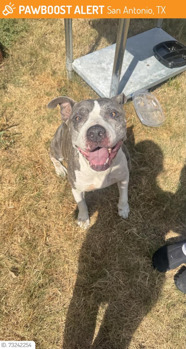 Found/Stray Female Dog last seen Low Bid Lane- Grissom- Soccer Central, San Antonio, TX 78250