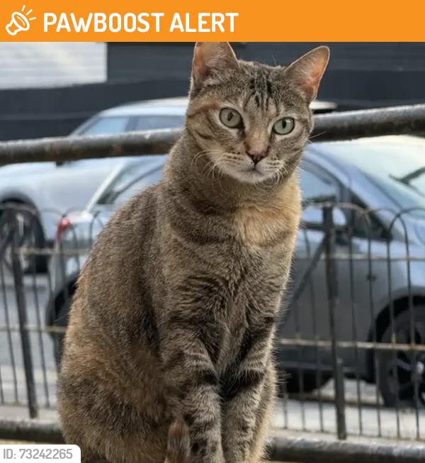 Found/Stray Unknown Cat last seen Furzedown, Greater London, England 