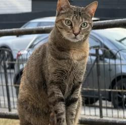 Found/Stray Unknown Cat last seen Furzedown, Greater London, England 