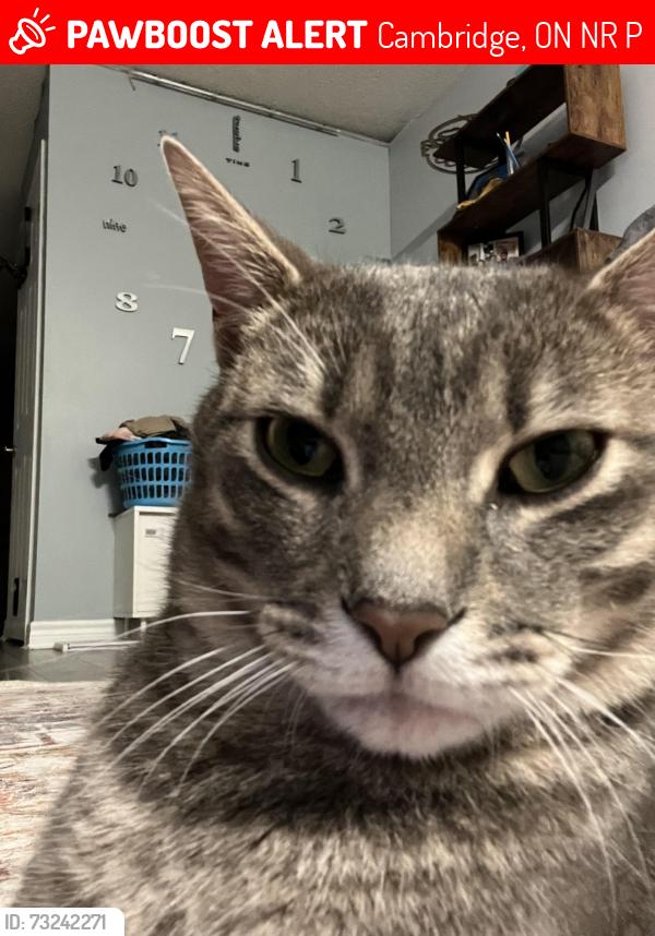 Lost Male Cat last seen Water St complex, Cambridge, ON N1R 8P8