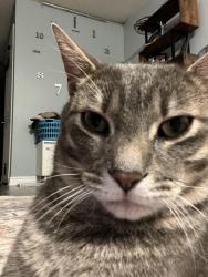 Lost Male Cat last seen Water St complex, Cambridge, ON N1R 8P8