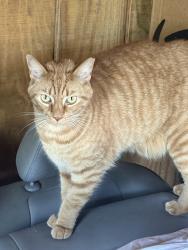 Lost Male Cat last seen Near 121st tr n Jupiter 33478, Jupiter, FL 33478
