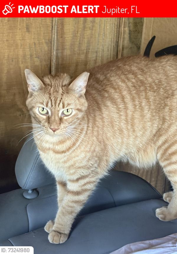 Lost Male Cat last seen Near 121st tr n Jupiter 33478, Jupiter, FL 33478