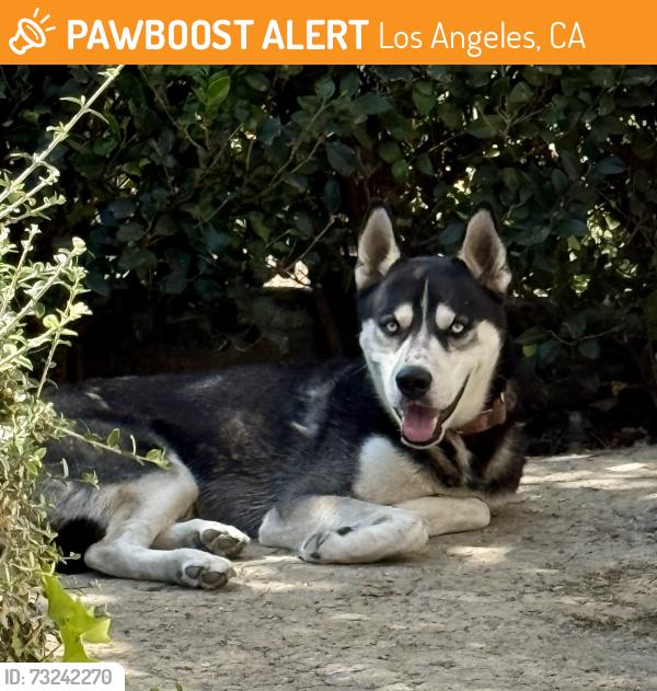Found/Stray Male Dog last seen Saticoy and Reseda, Los Angeles, CA 91335