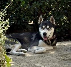 Found/Stray Male Dog last seen Saticoy and Reseda, Los Angeles, CA 91335