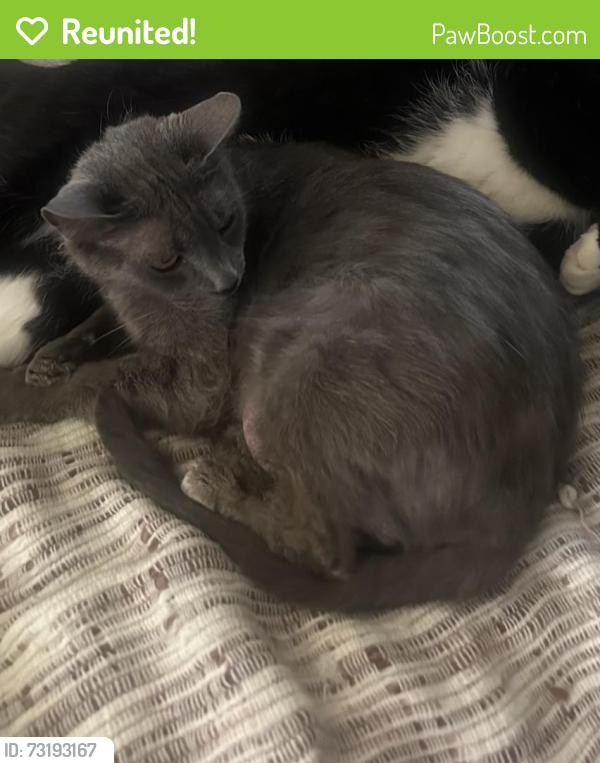 Reunited Female Cat last seen Near Bennett st, Angleton, TX 77515