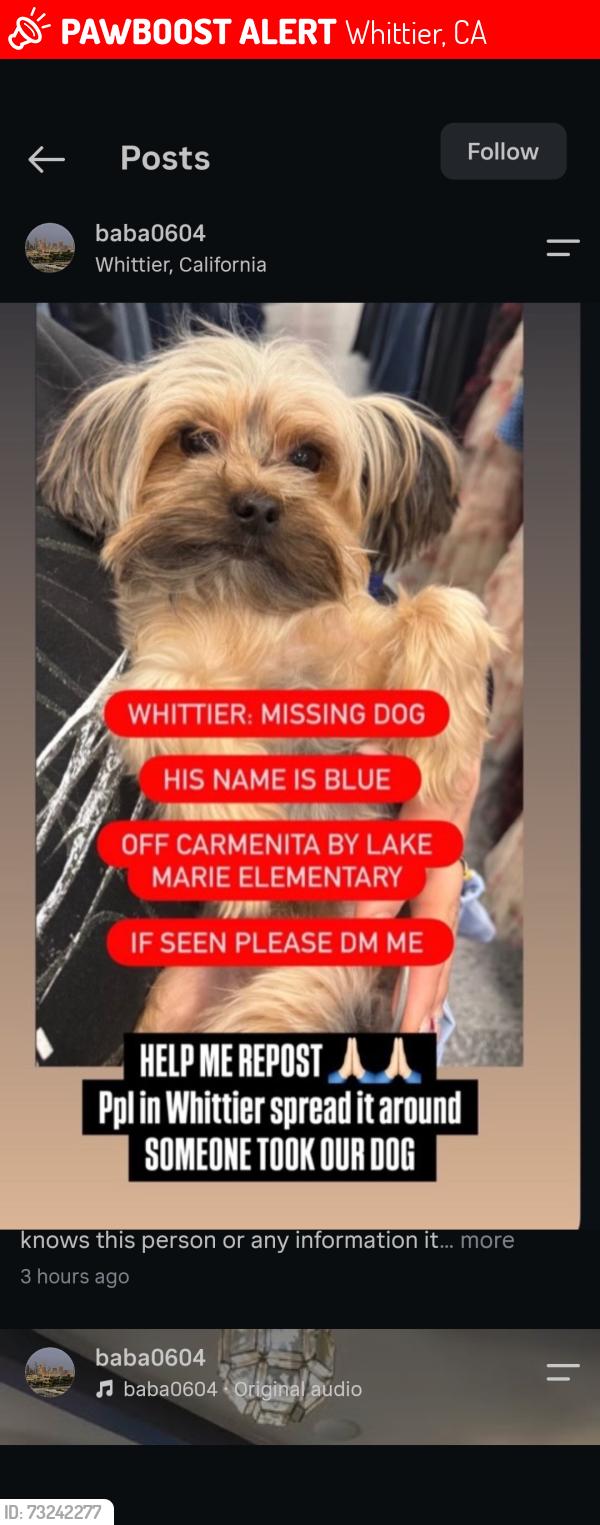 Lost Male Dog last seen Whittier st, Whittier, CA 90602
