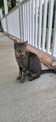 Found/Stray Female Cat last seen Reese Road, Hiddenwoods Drive area, Columbus, GA 31907