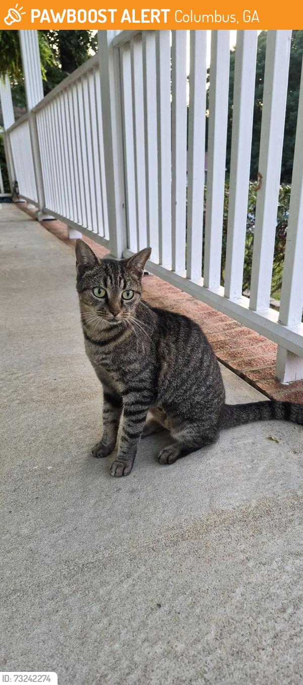 Found/Stray Female Cat last seen Reese Road, Hiddenwoods Drive area, Columbus, GA 31907