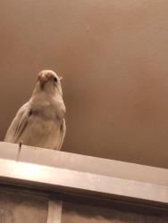 Reunited Male Bird last seen Avon lane, North Lauderdale, FL 33068