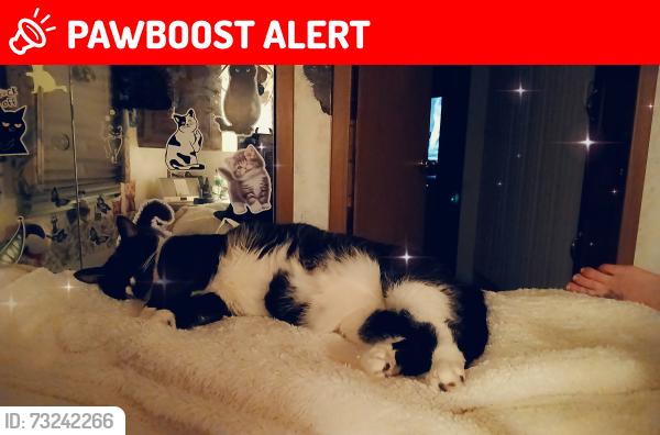 Lost Female Cat last seen Russell childs rd and veterans hwy, Jackson Township, NJ 08527