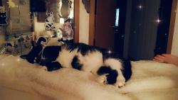 Lost Female Cat last seen Russell childs rd and veterans hwy, Jackson Township, NJ 08527