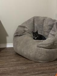 Lost Male Cat last seen Home, Gladewater, TX 75647