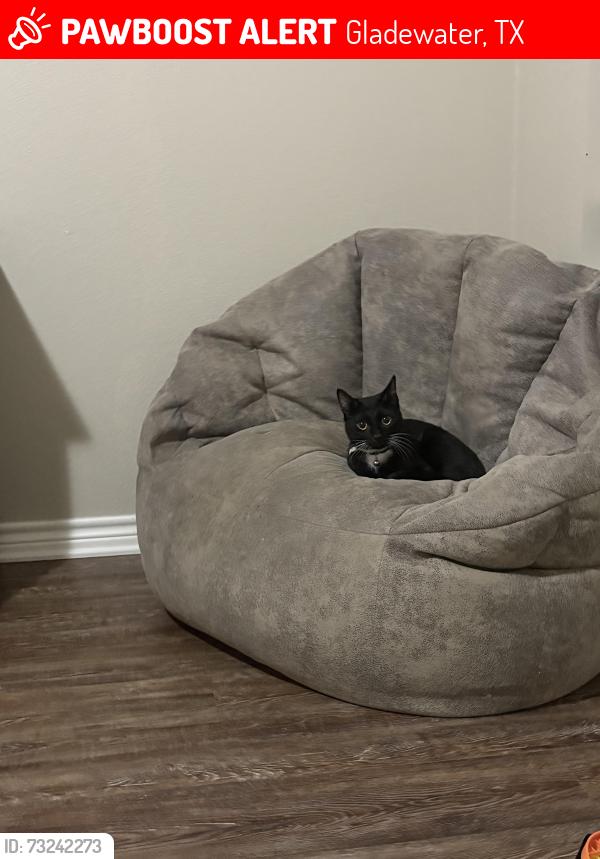 Lost Male Cat last seen Home, Gladewater, TX 75647