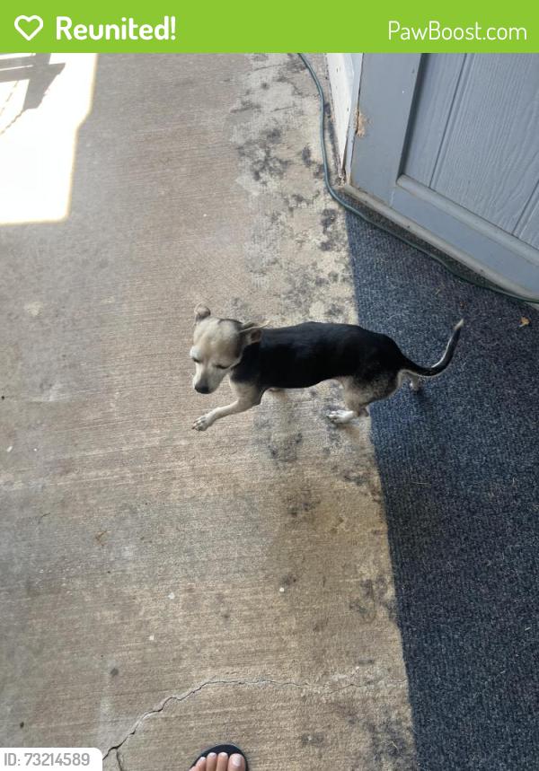 Reunited Female Dog last seen 24th st, Rogers, AR 72756
