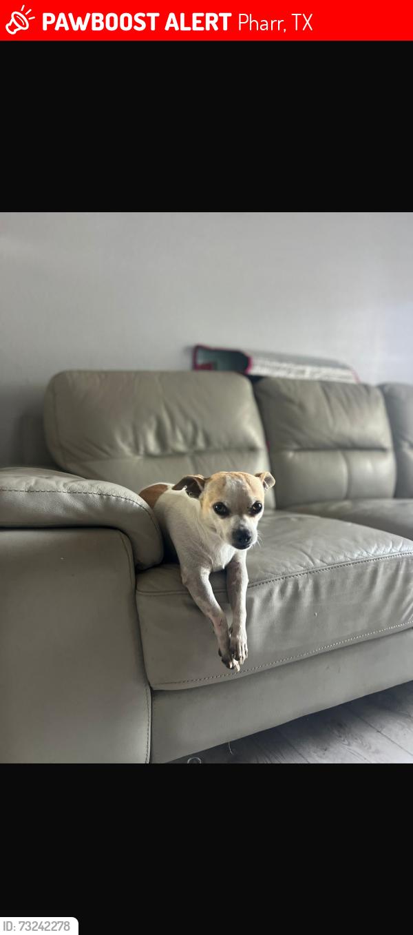 Lost Male Dog last seen Juniors super market in cage, Pharr, TX 78577