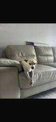 Lost Male Dog last seen Juniors super market in cage, Pharr, TX 78577