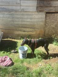 Found/Stray Male Dog last seen Near se 21st ave milwaukie oregon, Milwaukie, OR 97222