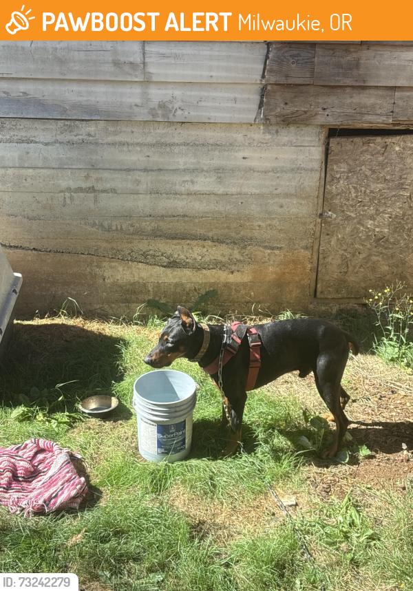Found/Stray Male Dog last seen Near se 21st ave milwaukie oregon, Milwaukie, OR 97222