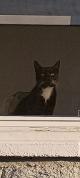Reunited Male Cat last seen Emerald st, Pacific St, Helen Hill, Philadelphia, PA 19134