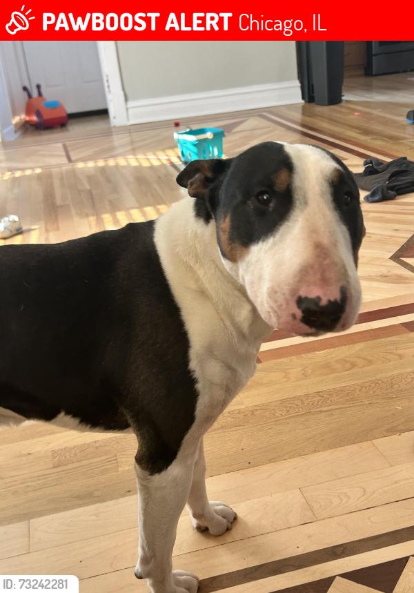 Lost Male Dog last seen Irving Park and Narragansett, Chicago, IL 60634