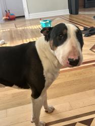Lost Male Dog last seen Irving Park and Narragansett, Chicago, IL 60634