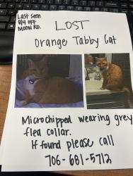 Lost Female Cat last seen Will Rhoades dr, Columbus, GA 31909