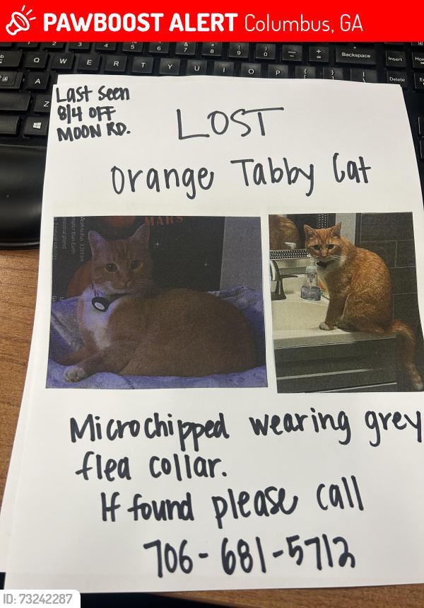 Lost Female Cat last seen Will Rhoades dr, Columbus, GA 31909
