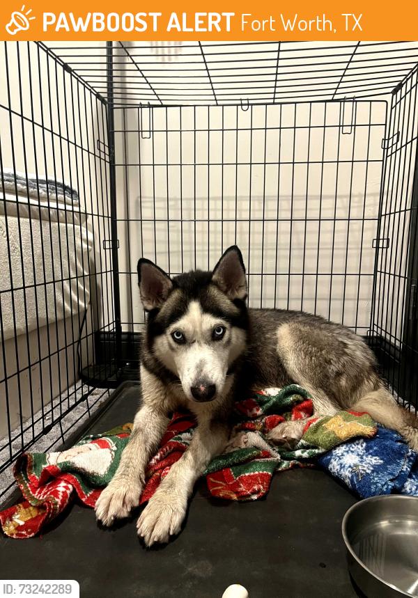 Found/Stray Male Dog last seen Granbury Rd and Wedgmont Cir N, Fort Worth, TX 76133