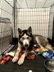Found/Stray Male Dog last seen Granbury Rd and Wedgmont Cir N, Fort Worth, TX 76133